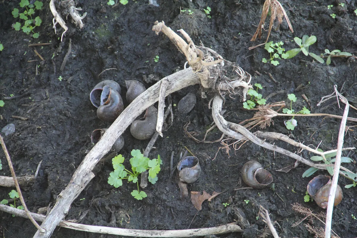 Miniatura: Pomacea (Pomacea bridgesii (diffusa))