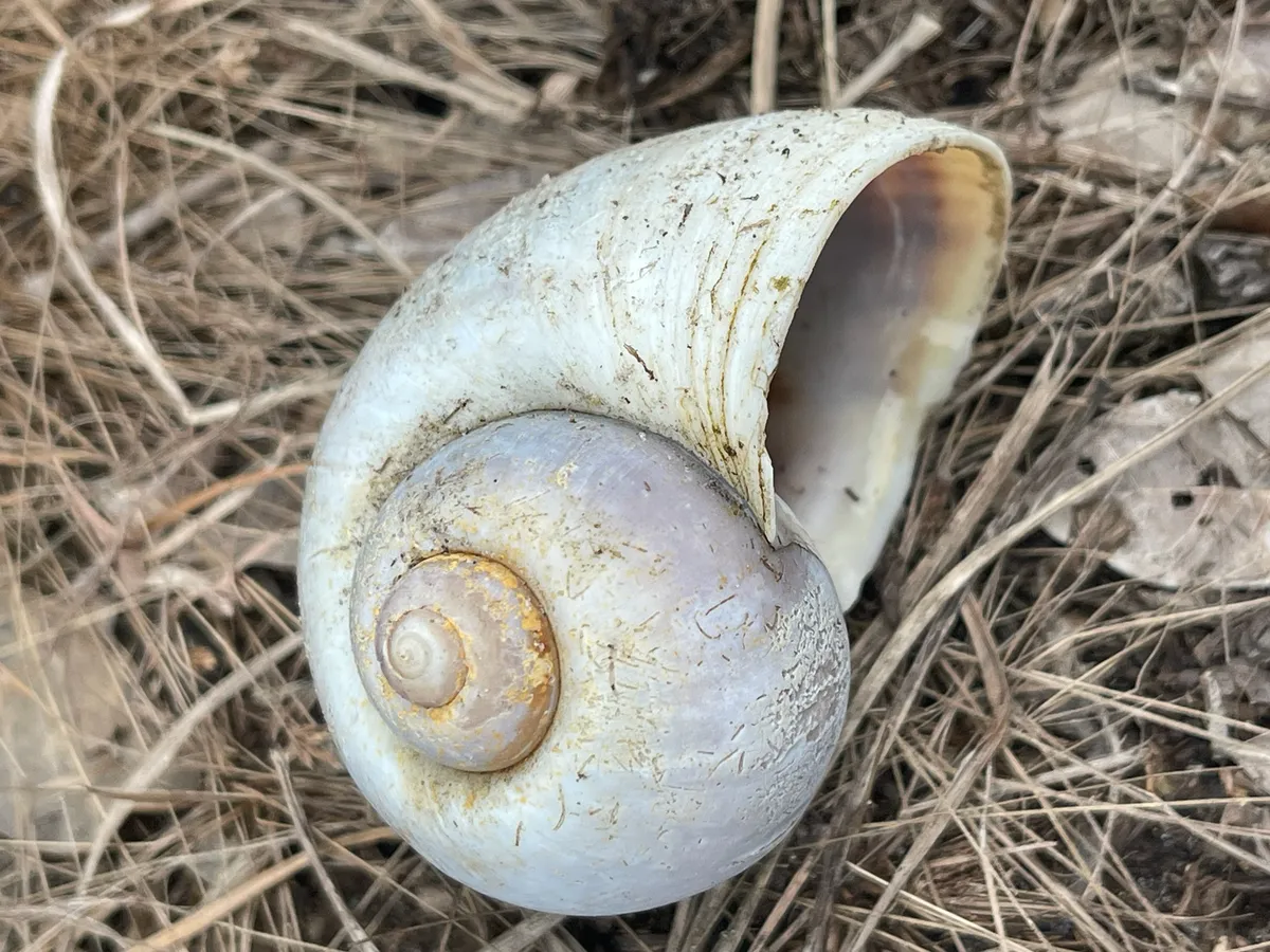 Miniatura: Pomacea (Pomacea bridgesii (diffusa))