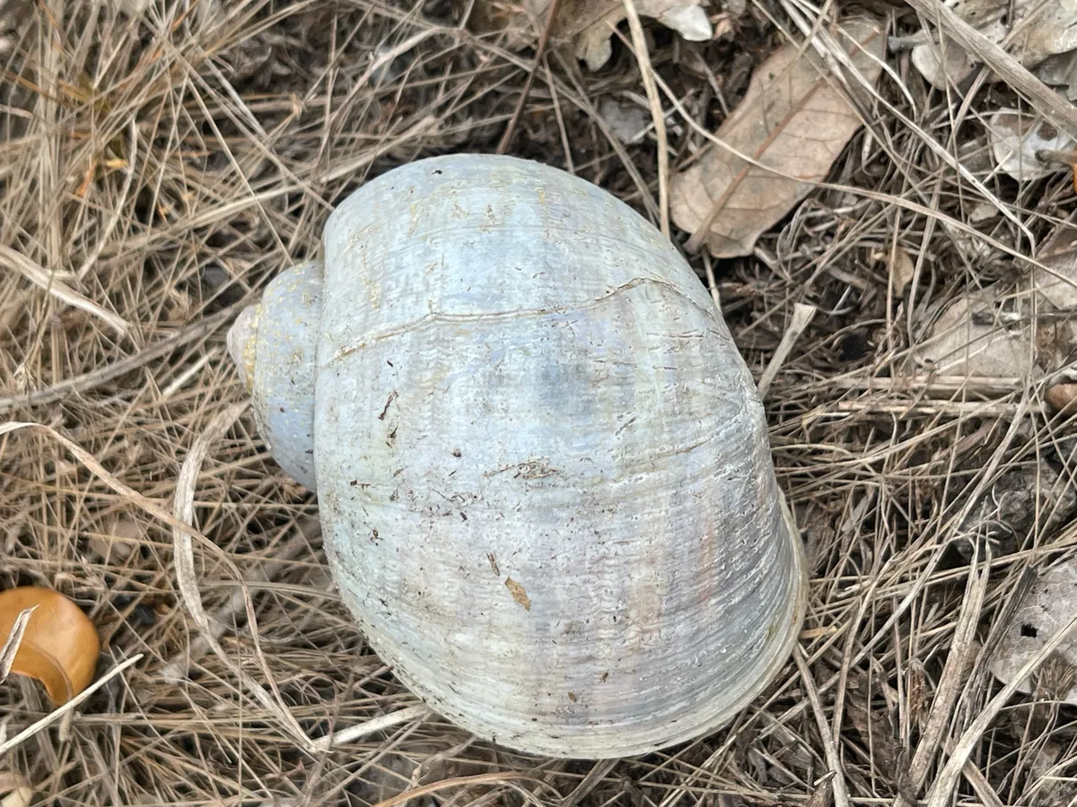 Miniatura: Pomacea (Pomacea bridgesii (diffusa))