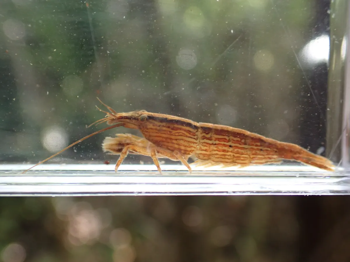 Miniatura: Atyopsis (Atyopsis moluccensis)
