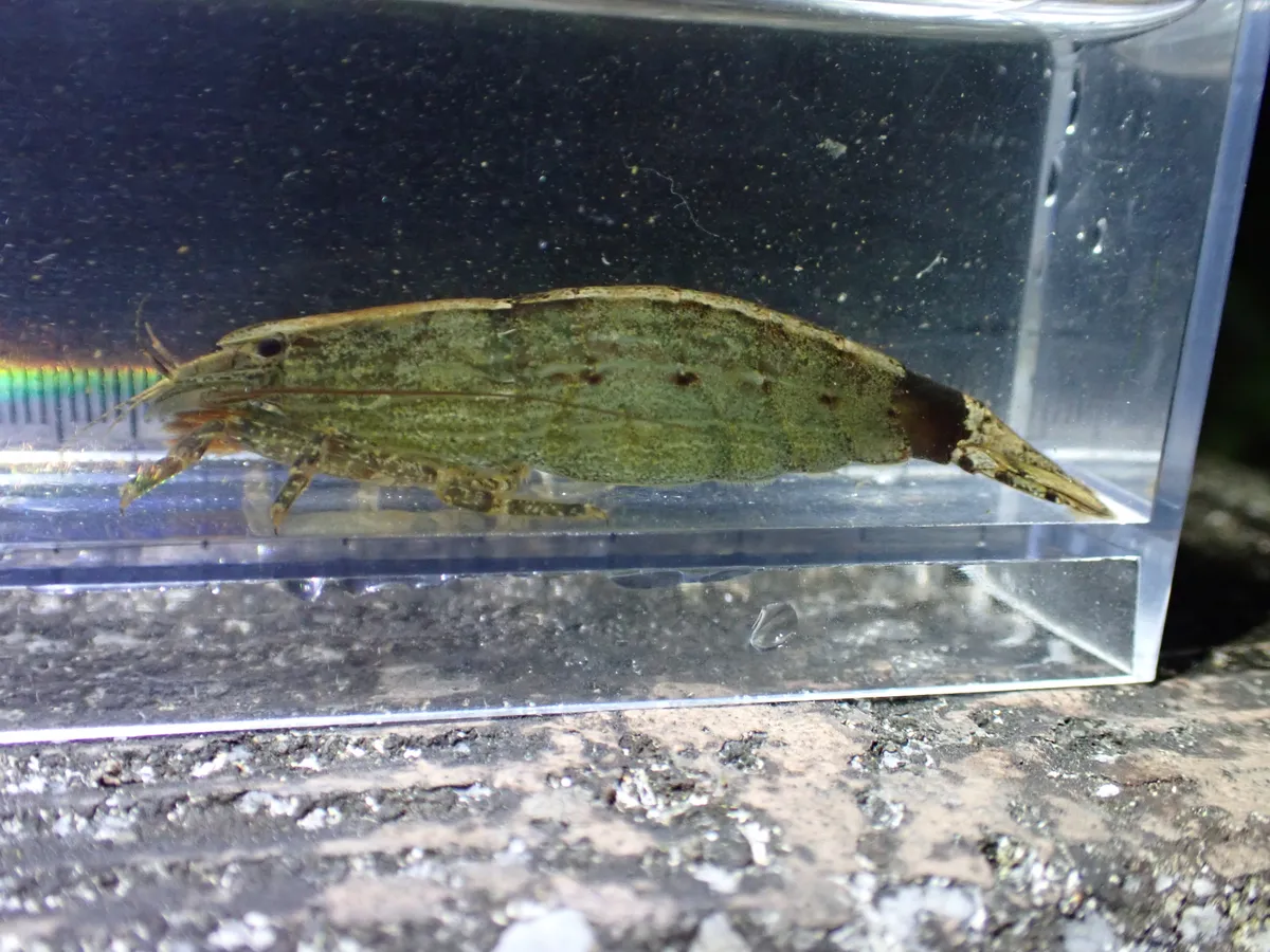 Miniatura: Atyopsis (Atyopsis moluccensis)