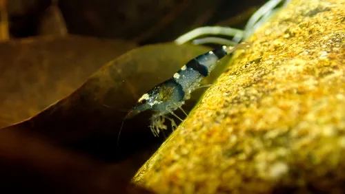 Caridina (Caridina spp. (C. cantonensis, C. dennerli))