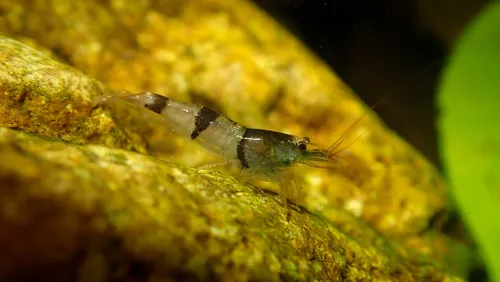 Miniatura: Caridina (Caridina spp. (C. cantonensis, C. dennerli))