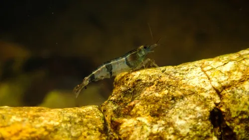 Miniatura: Caridina (Caridina spp. (C. cantonensis, C. dennerli))