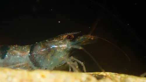 Miniatura: Caridina (Caridina spp. (C. cantonensis, C. dennerli))