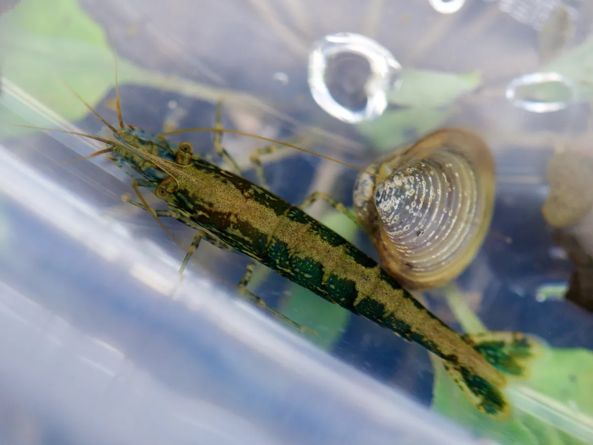 Neocaridina (Neocaridina davidi)