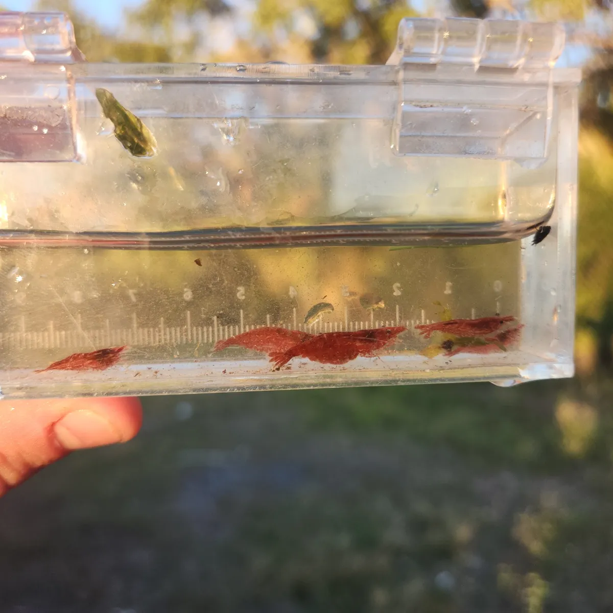 Miniatura: Neocaridina (Neocaridina davidi)