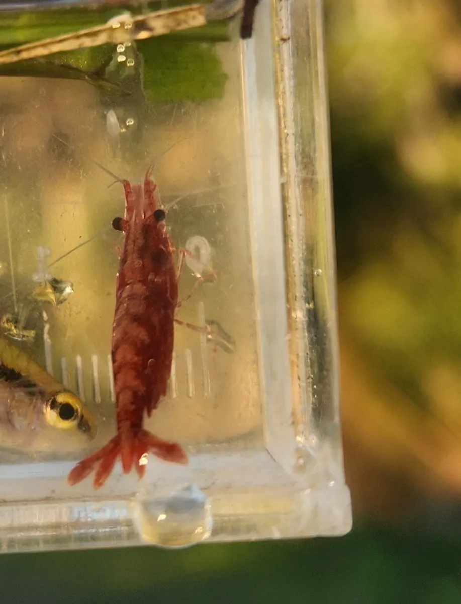 Miniatura: Neocaridina (Neocaridina davidi)
