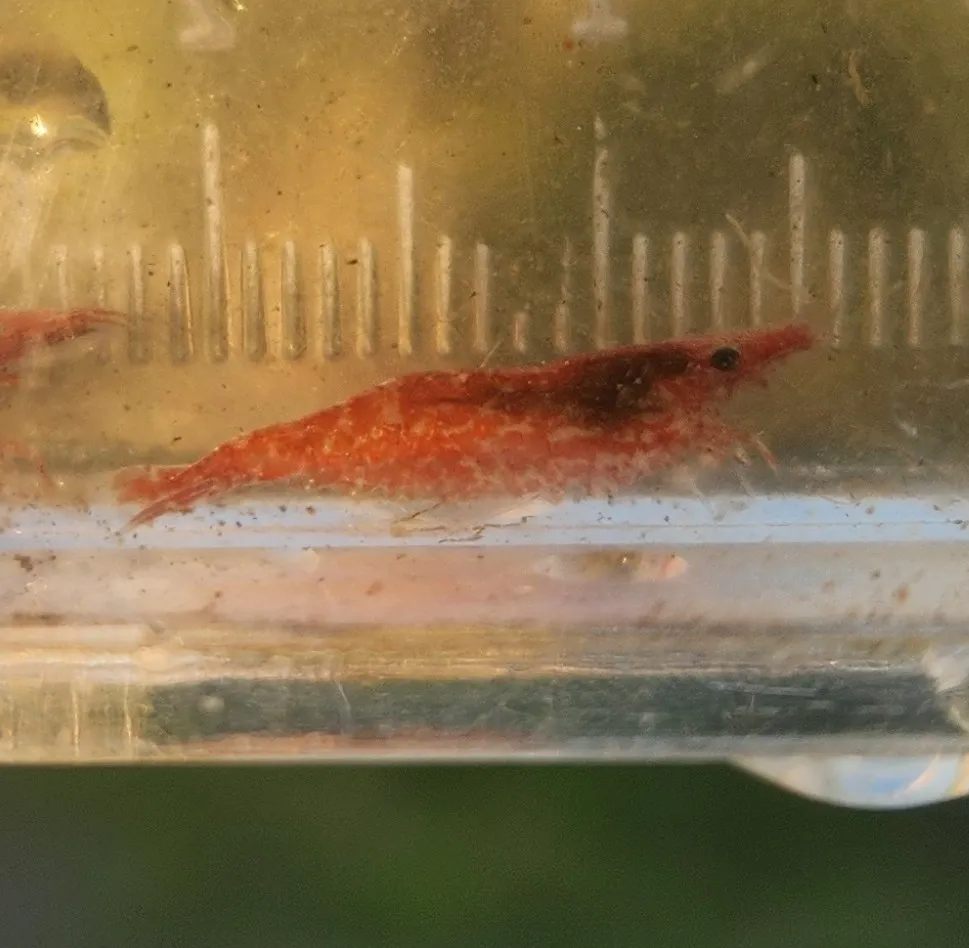 Miniatura: Neocaridina (Neocaridina davidi)