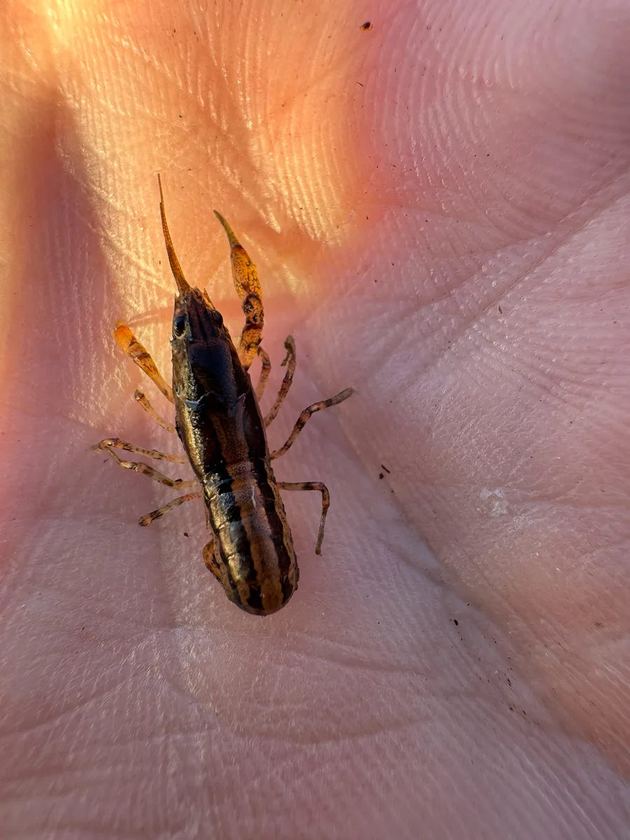 Miniatura: Cambarellus (Cambarellus patzcuarensis)