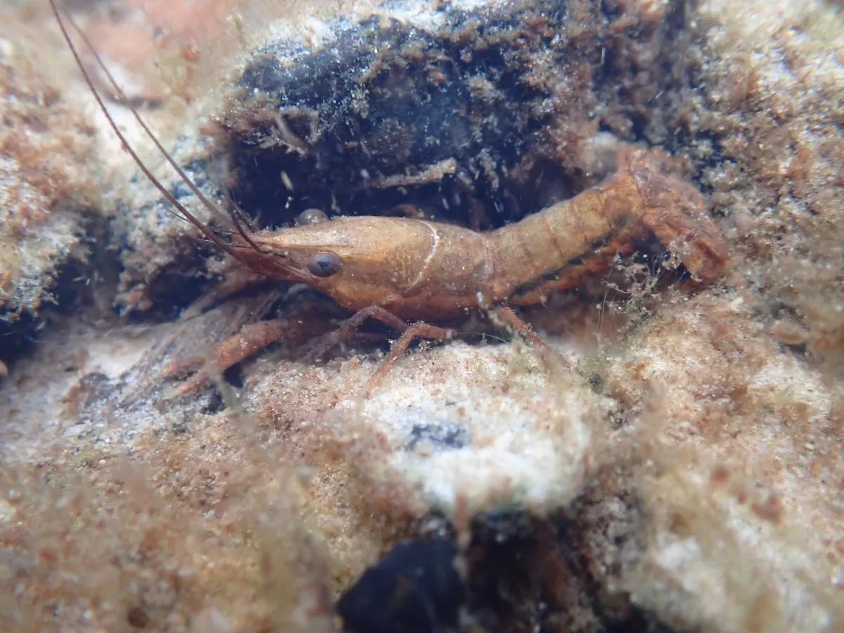 Procambarus (Procambarus spp. (P. clarkii, P. virginalis))