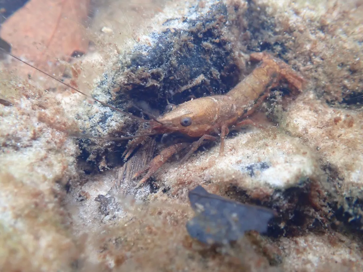 Miniatura: Procambarus (Procambarus spp. (P. clarkii, P. virginalis))