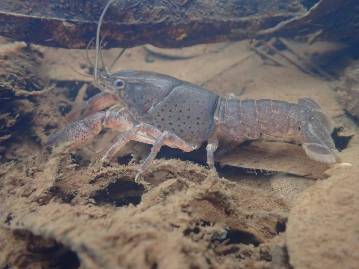 Miniatura: Procambarus (Procambarus spp. (P. clarkii, P. virginalis))