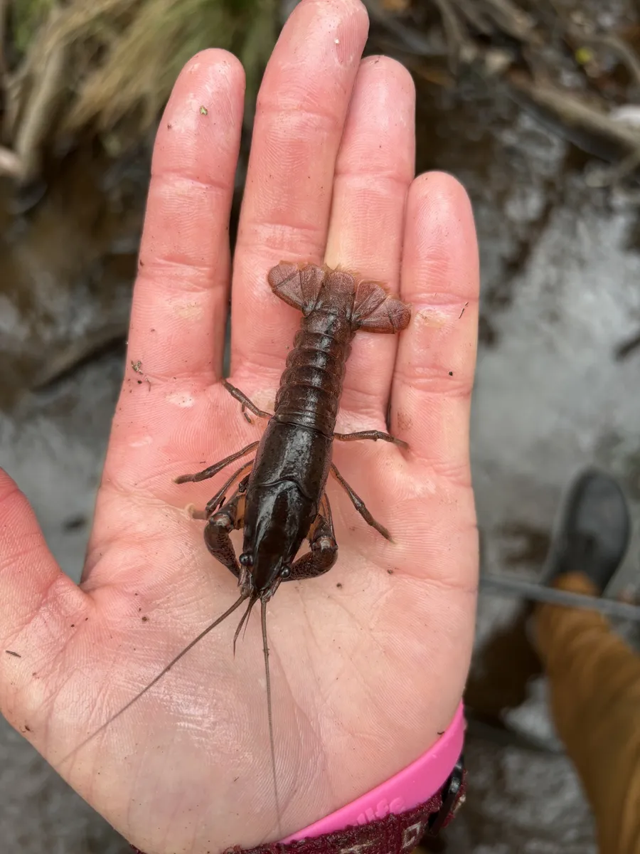 Miniatura: Procambarus (Procambarus spp. (P. clarkii, P. virginalis))