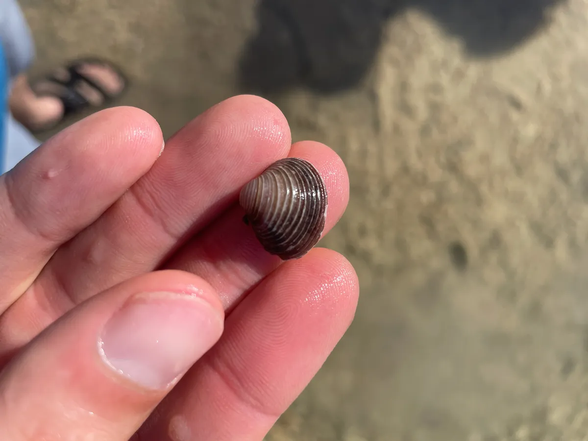 Cirenidi (Vongole)