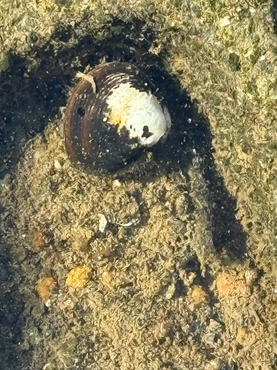 Miniatura: Corbicula (Corbicula fluminea)
