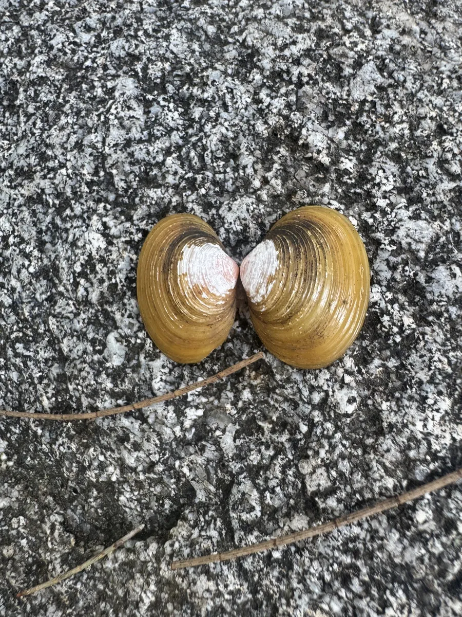 Miniatura: Corbicula (Corbicula fluminea)