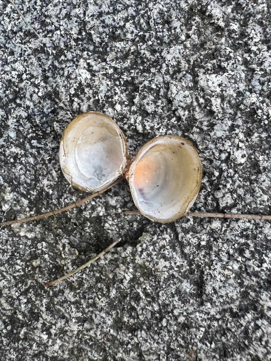 Miniatura: Corbicula (Corbicula fluminea)