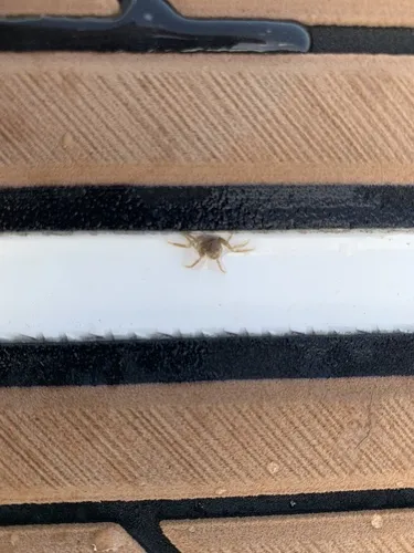Miniatura: Limnopilos (Limnopilos naiyanetri)