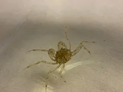 Miniatura: Limnopilos (Limnopilos naiyanetri)