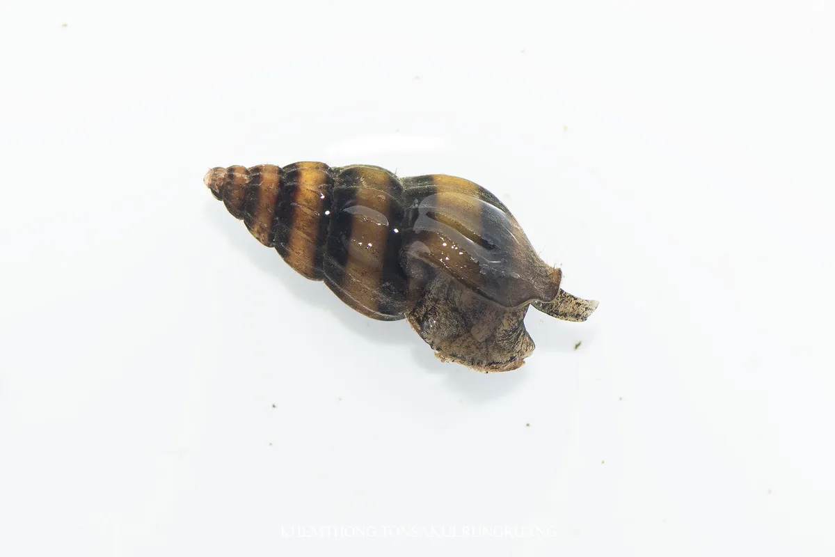 Nassaridi (Lumache spazzine)