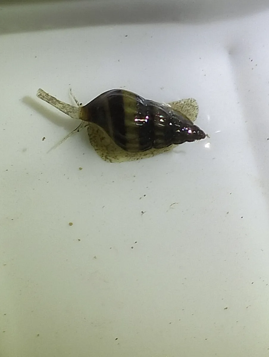 Miniatura: Anentome (Anentome helena (Clea helena))