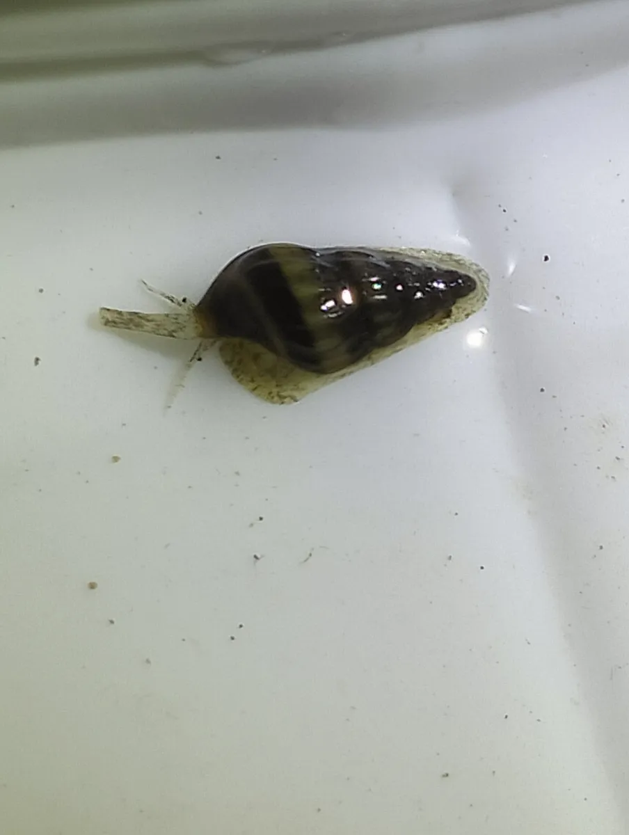 Miniatura: Anentome (Anentome helena (Clea helena))