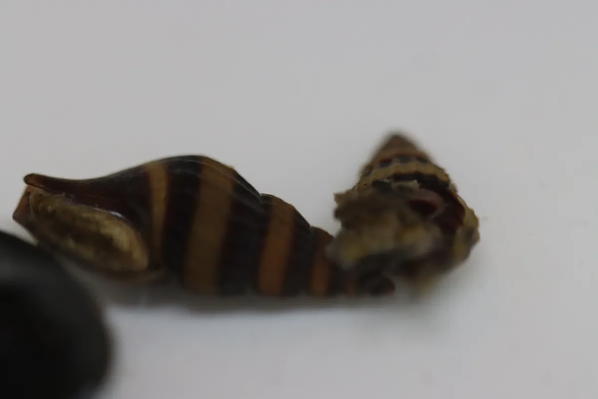 Miniatura: Anentome (Anentome helena (Clea helena))