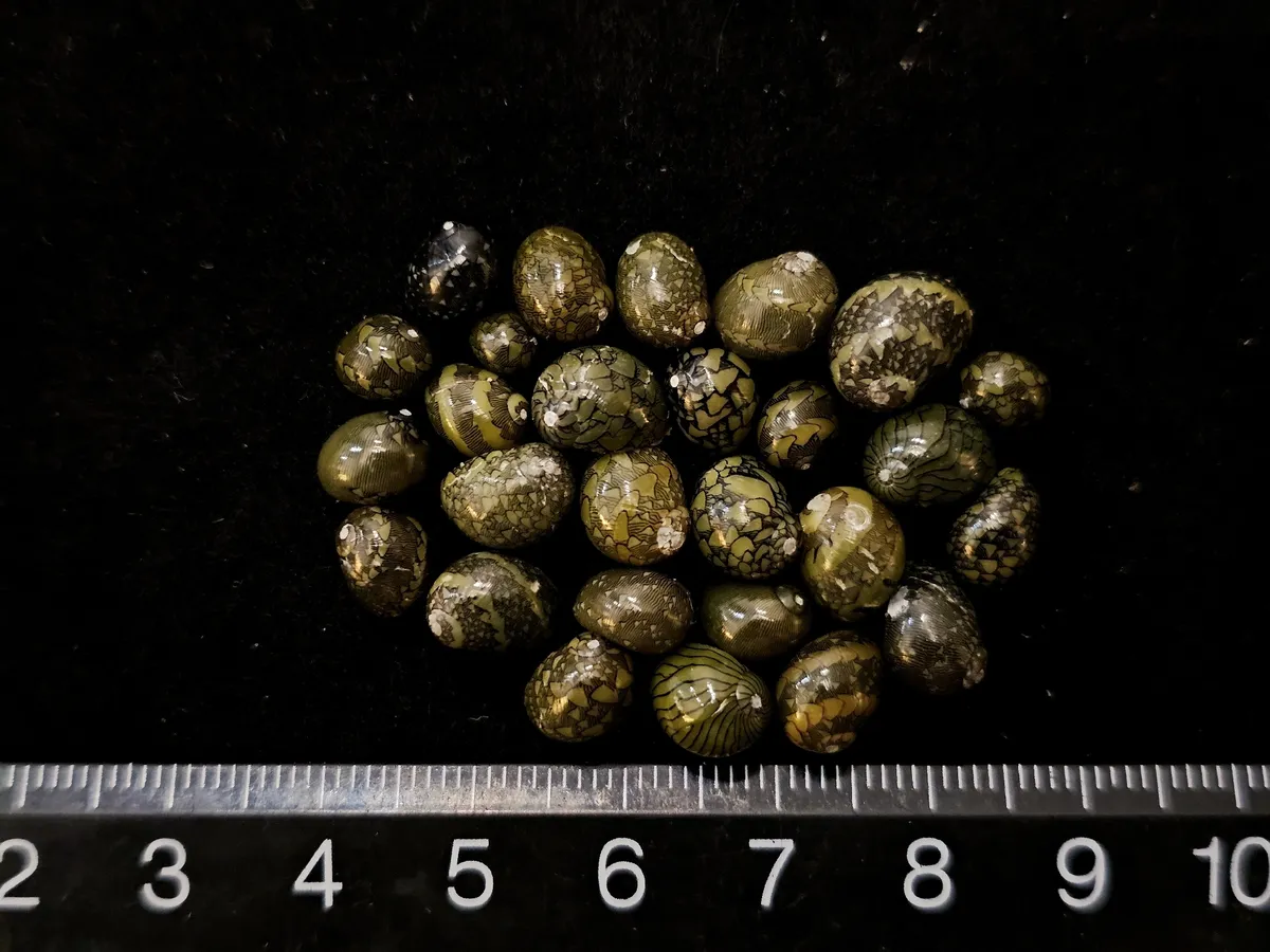 Neritidi (Lumache Nerite)