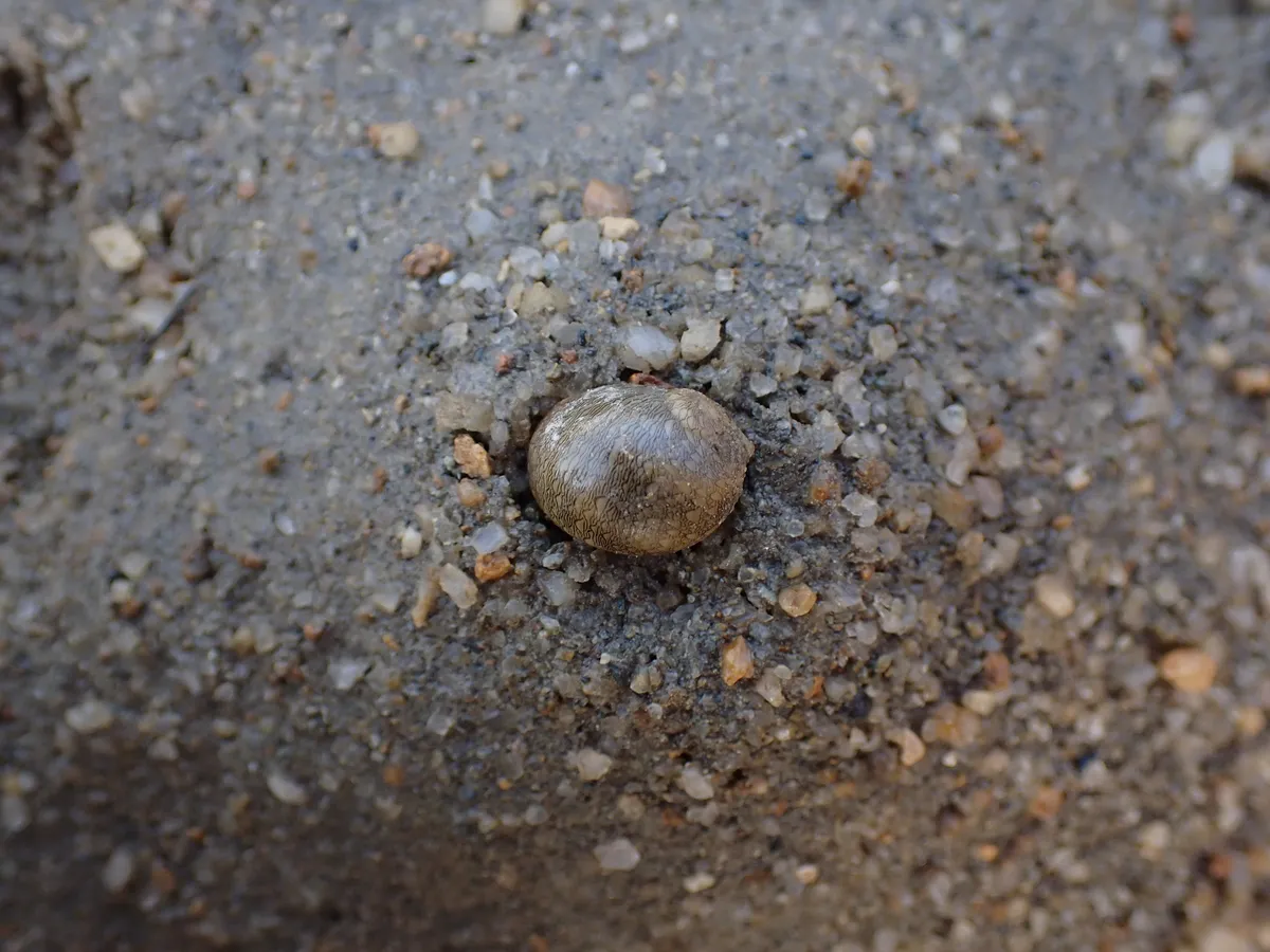 Miniatura: Clithon (Clithon spp. (C. corona/diadema))