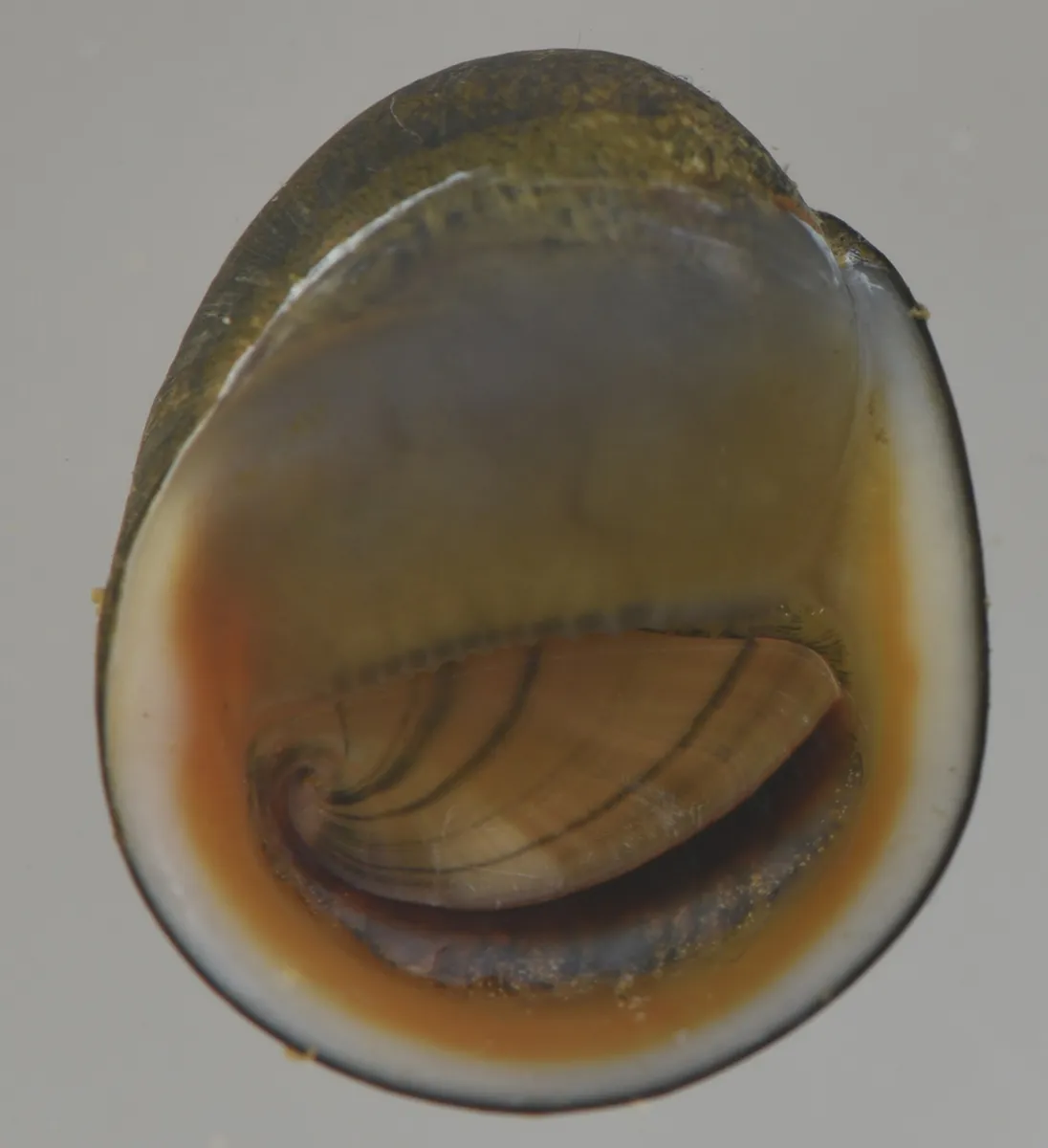 Miniatura: Neritina (Neritina spp.)