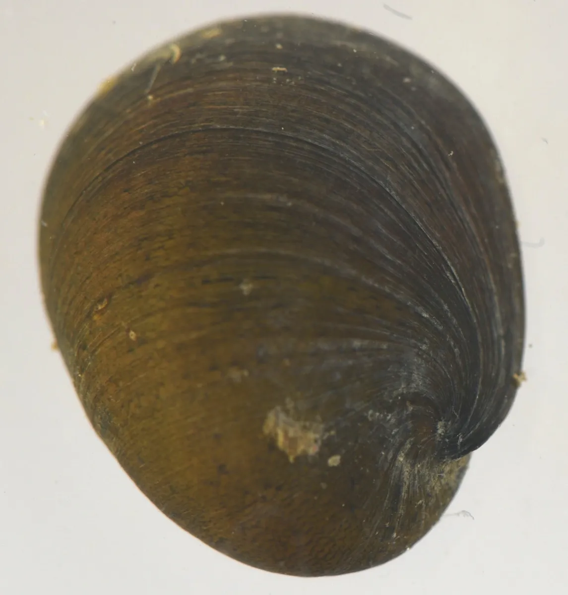 Miniatura: Neritina (Neritina spp.)