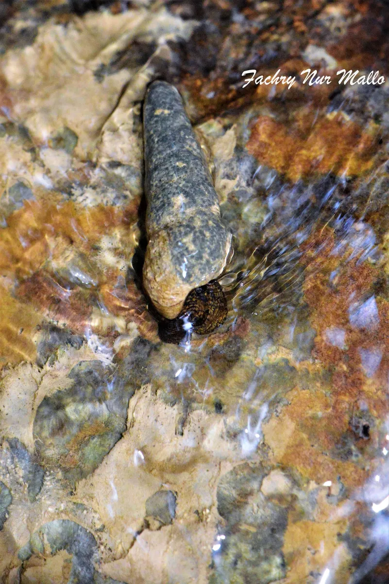Pachichilidi