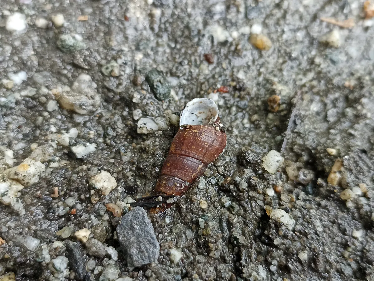 Miniatura: Tylomelania (Tylomelania spp.)