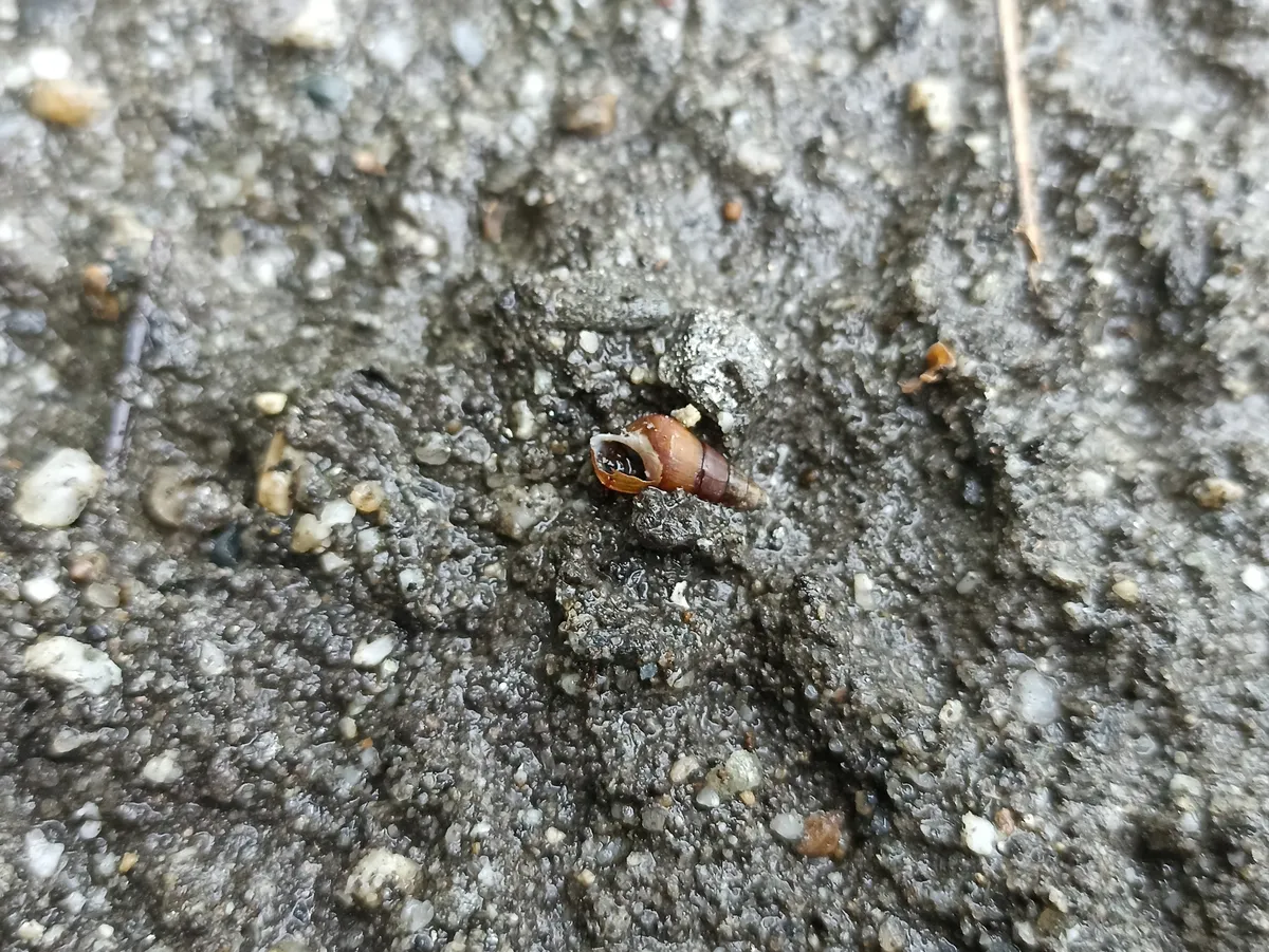 Miniatura: Tylomelania (Tylomelania spp.)