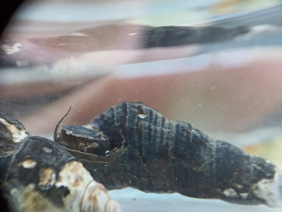 Miniatura: Tylomelania (Tylomelania spp.)