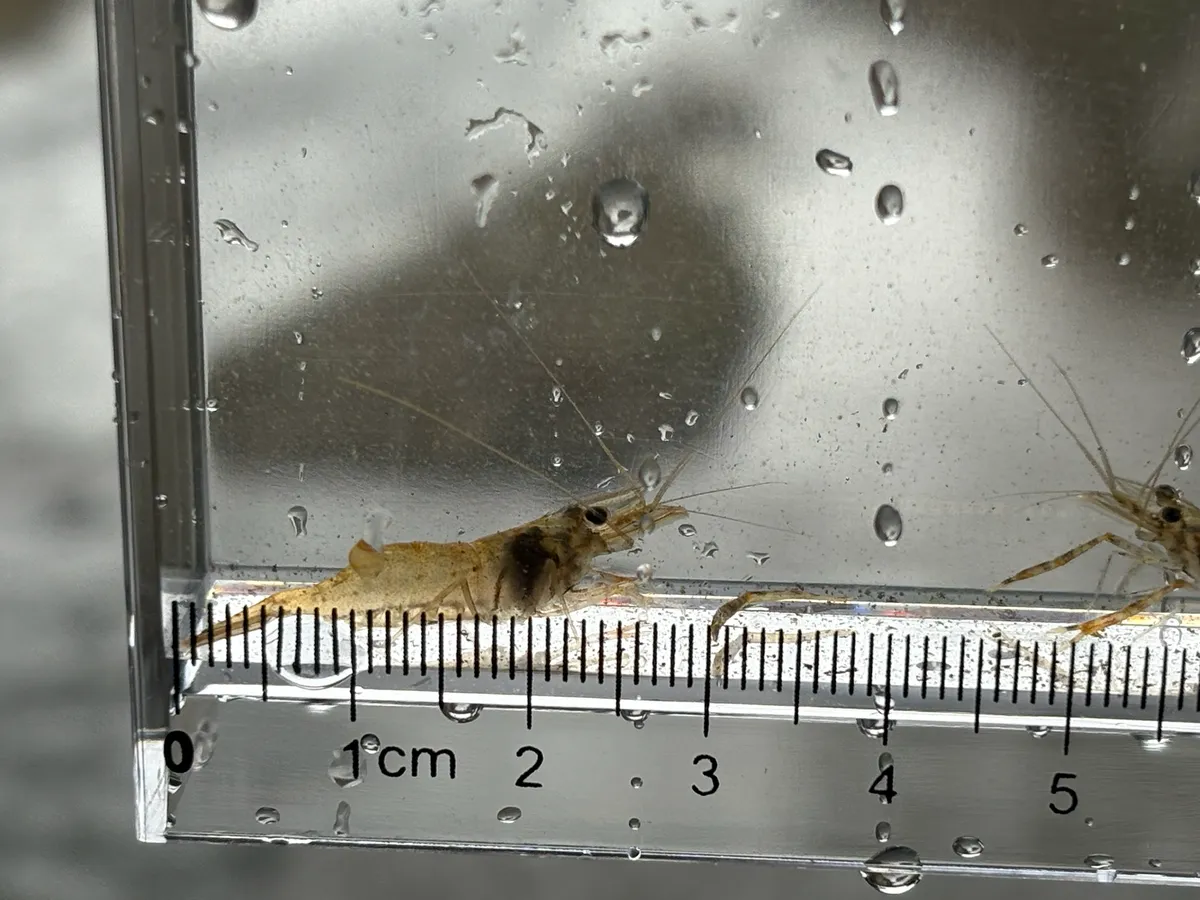 Miniatura: Macrobrachium (Macrobrachium spp.)