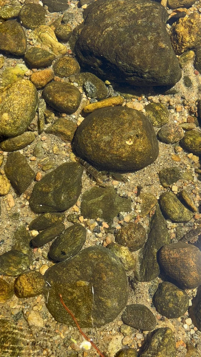 Miniatura: Macrobrachium (Macrobrachium spp.)