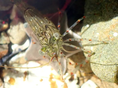 Miniatura: Palaemonetes (Palaemonetes spp. (P. paludosus))