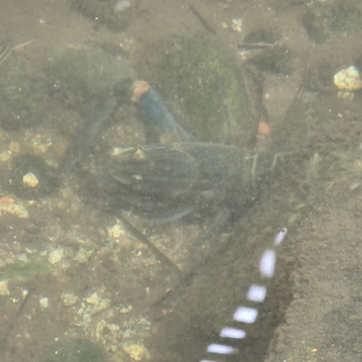 Miniatura: Cherax (Cherax spp. (C. destructor, C. quadricarinatus))