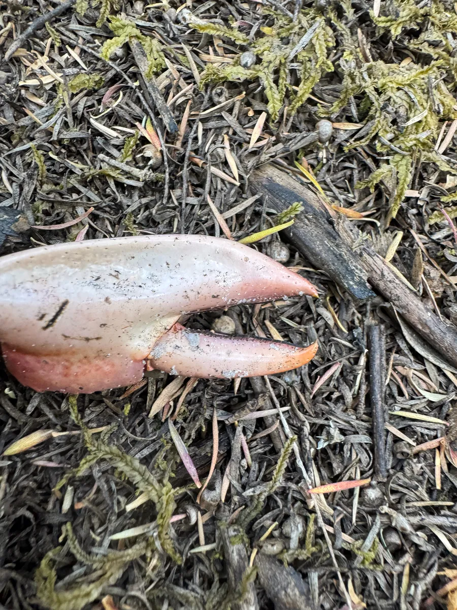 Miniatura: Cherax (Cherax spp. (C. destructor, C. quadricarinatus))