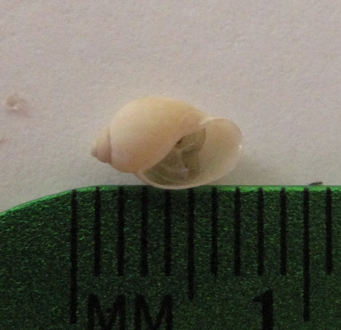 Miniatura: Physella (Physella / Physa acuta)