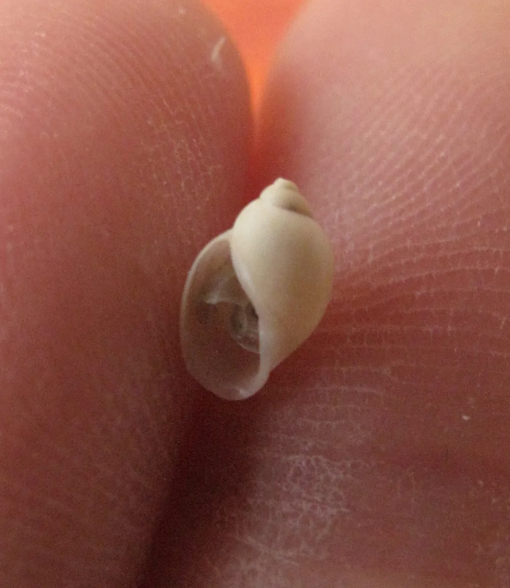 Miniatura: Physella (Physella / Physa acuta)