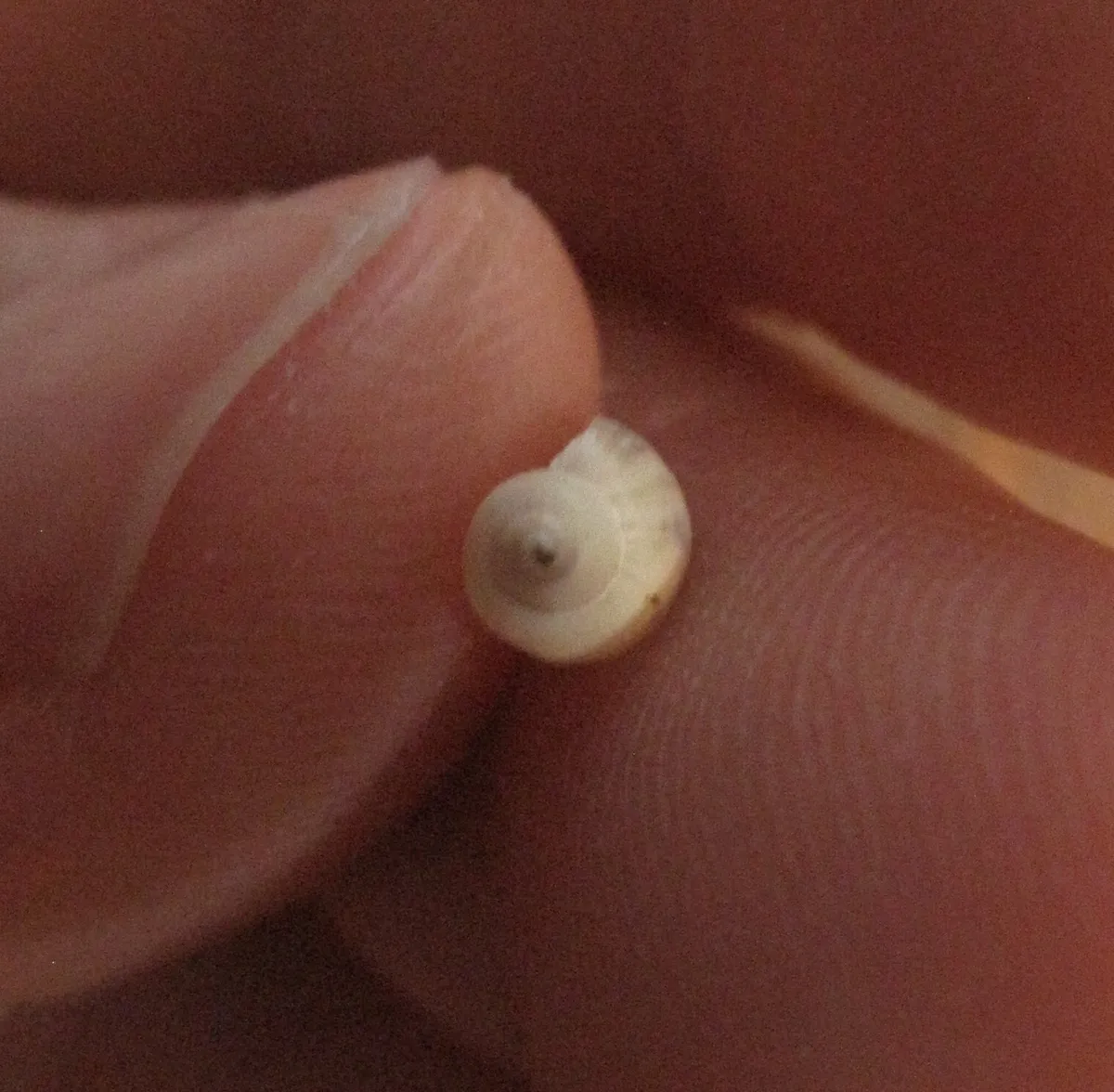 Miniatura: Physella (Physella / Physa acuta)