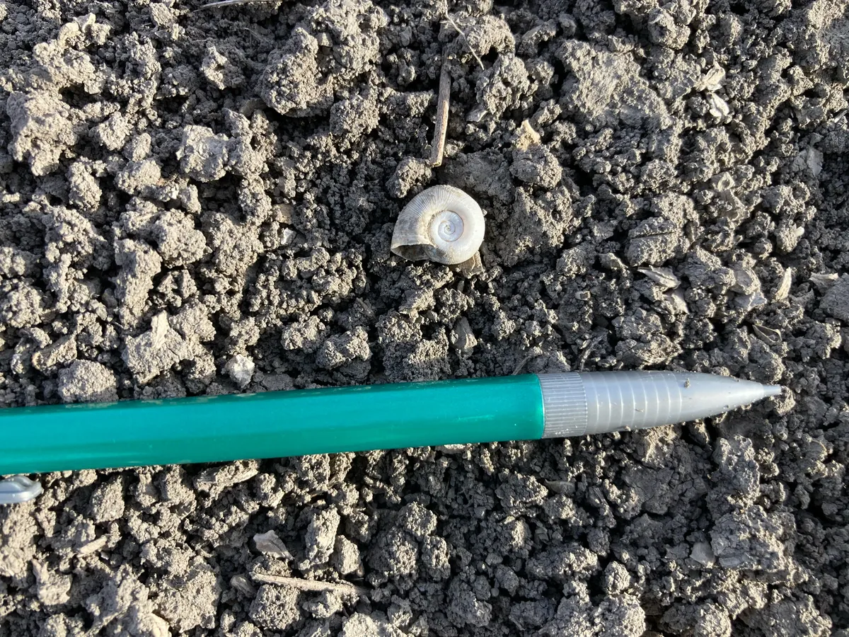 Miniatura: Planorbella (Planorbella duryi / Planorbarius)