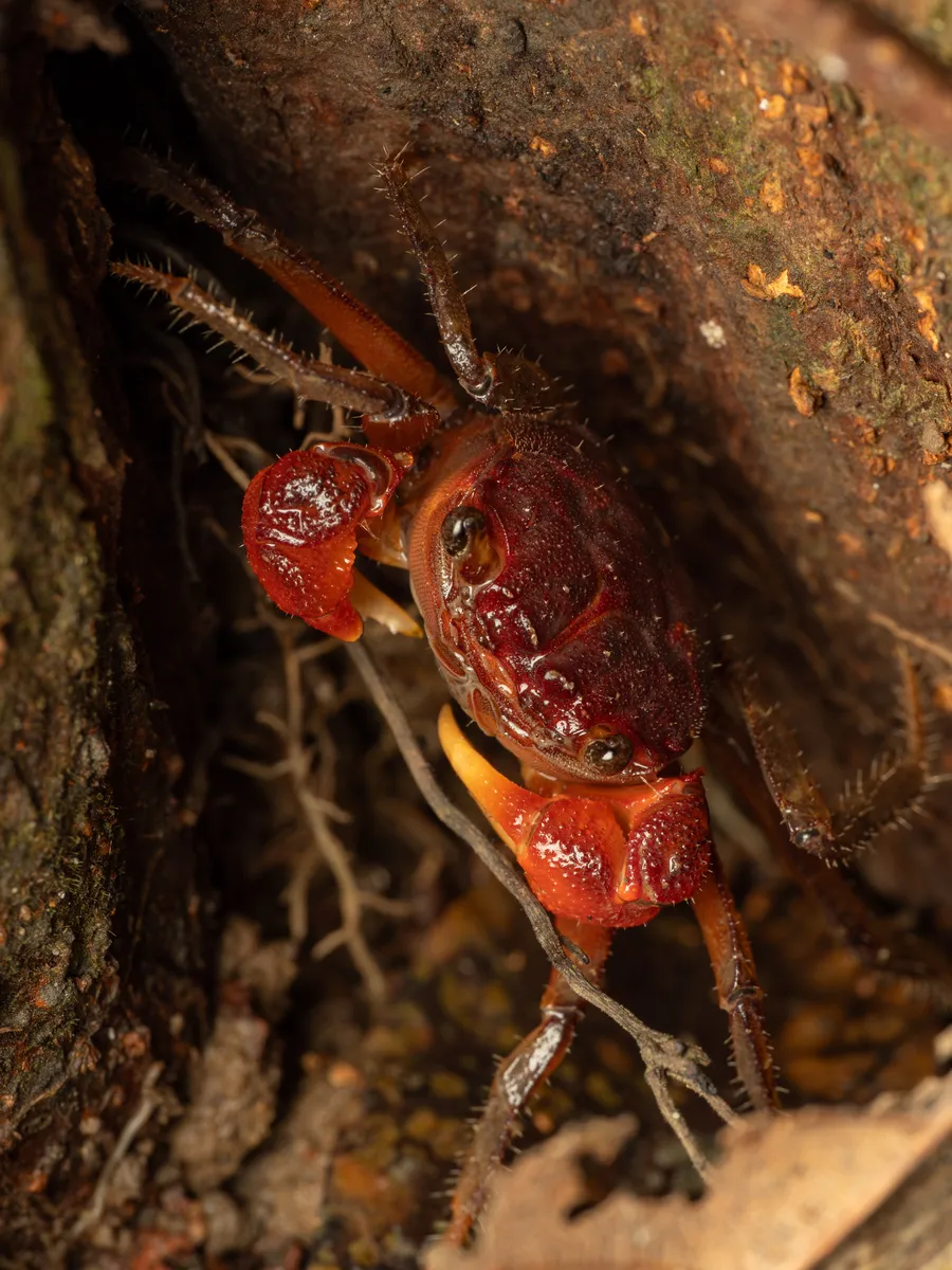 Miniatura: Geosesarma (Geosesarma spp.)