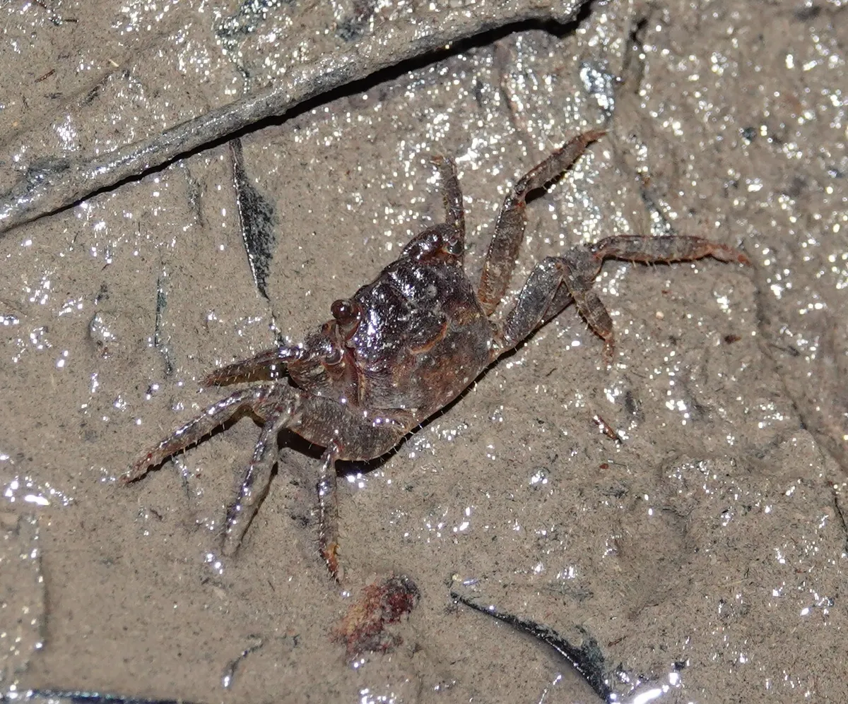 Miniatura: Geosesarma (Geosesarma spp.)