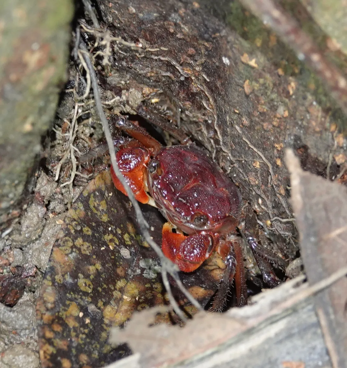 Miniatura: Geosesarma (Geosesarma spp.)