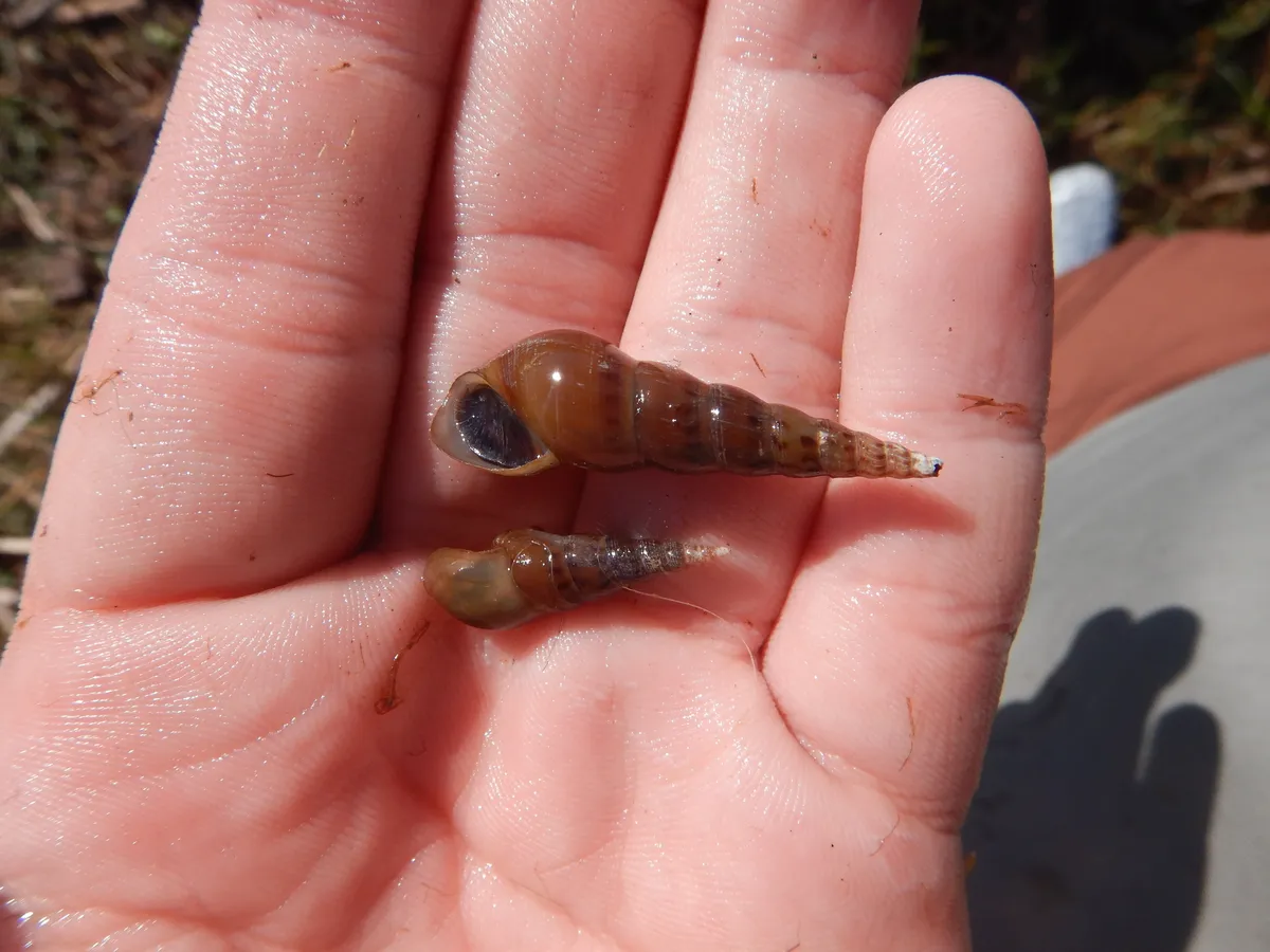 Tiaridi (Melanoides)