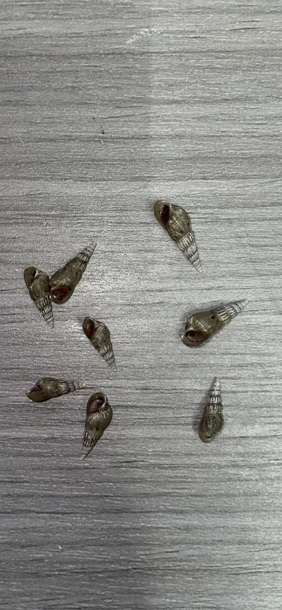 Miniatura: Melanoides (Melanoides tuberculata)